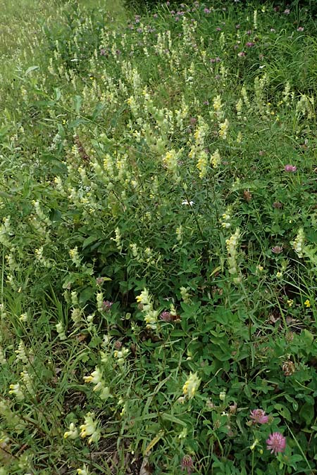 Rhinanthus serotinus \ Groer Klappertopf / Narrow-Leaved Yellow-Rattle, A Hengstpass 2.7.2024
