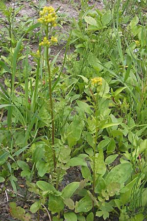 Rorippa islandica \ Islndische Sumpfkresse / Northern Yellow-Cress, A St. Lorenzen 1.7.2010