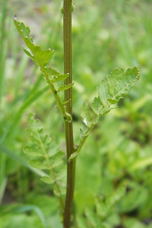 Rorippa islandica \ Islndische Sumpfkresse / Northern Yellow-Cress, A St. Lorenzen 1.7.2010
