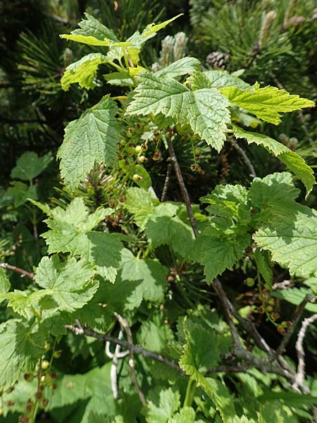 Ribes petraeum \ Felsen-Johannisbeere / Rock Currant, A Rax 28.6.2020