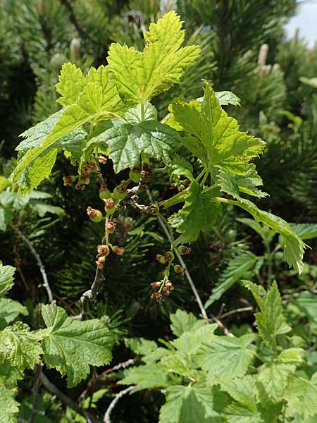 Ribes petraeum \ Felsen-Johannisbeere / Rock Currant, A Rax 28.6.2020
