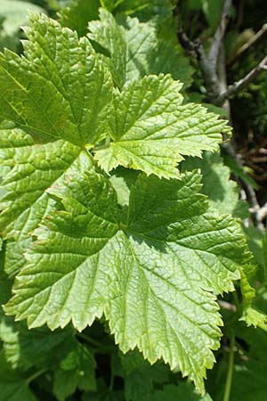 Ribes petraeum \ Felsen-Johannisbeere / Rock Currant, A Rax 28.6.2020
