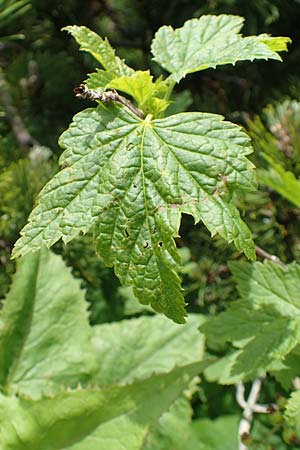 Ribes petraeum \ Felsen-Johannisbeere / Rock Currant, A Rax 28.6.2020