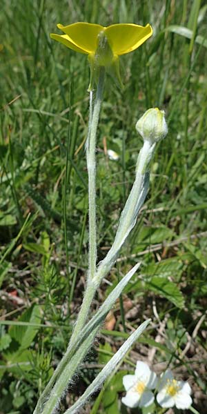 Ranunculus illyricus \ Illyrischer Hahnenfu / Illyrian Buttercup, A Hainburg 14.5.2022