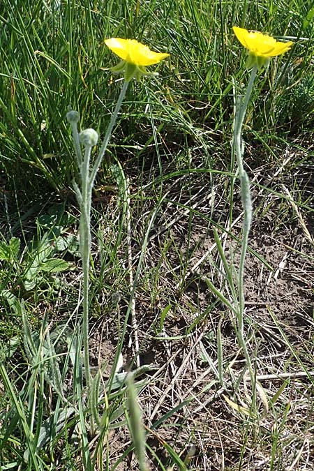 Ranunculus illyricus \ Illyrischer Hahnenfu / Illyrian Buttercup, A Hainburg 14.5.2022