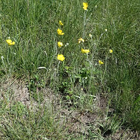 Ranunculus illyricus \ Illyrischer Hahnenfu / Illyrian Buttercup, A Hainburg 10.5.2025