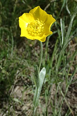 Ranunculus illyricus \ Illyrischer Hahnenfu / Illyrian Buttercup, A Hainburg 10.5.2025