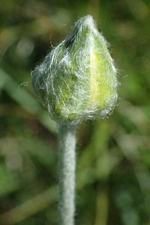 Ranunculus illyricus \ Illyrischer Hahnenfu / Illyrian Buttercup, A Hainburg 10.5.2025
