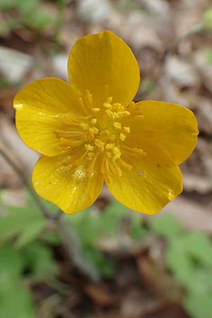 Ranunculus lanuginosus \ Wolliger Hahnenfu / Woolly-Leaved Buttercup, A Kärnten/Carinthia, St. Paul im Lavanttal 16.5.2016