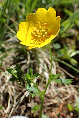 Ranunculus lanuginosus \ Wolliger Hahnenfu / Woolly-Leaved Buttercup, A Pusterwald 1.7.2019