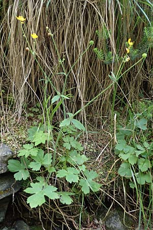 Ranunculus lanuginosus \ Wolliger Hahnenfu / Woolly-Leaved Buttercup, A Kraubath (Mur) 27.6.2021