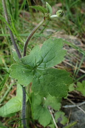 Ranunculus lanuginosus \ Wolliger Hahnenfu / Woolly-Leaved Buttercup, A Kraubath (Mur) 27.6.2021