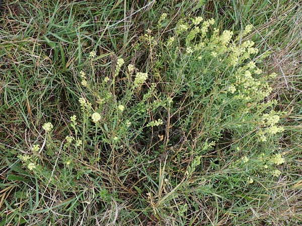 Reseda lutea \ Wilde Resede / Wild Mignonette, A Seewinkel, Podersdorf 27.9.2022