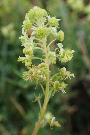 Reseda lutea \ Wilde Resede / Wild Mignonette, A Seewinkel, Podersdorf 27.9.2022