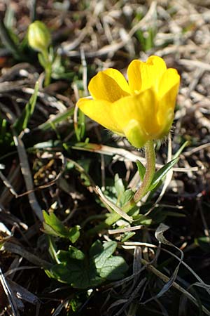 Ranunculus montanus \ Berg-Hahnenfu / Mountain Buttercup, A Namlos 1.5.2019