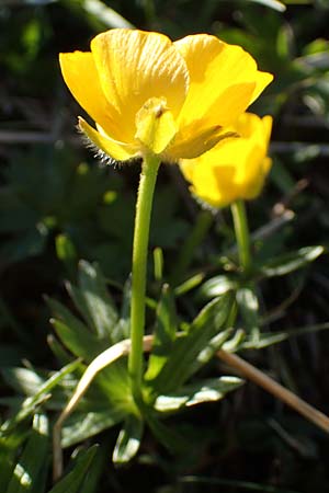 Ranunculus montanus \ Berg-Hahnenfu / Mountain Buttercup, A Namlos 1.5.2019