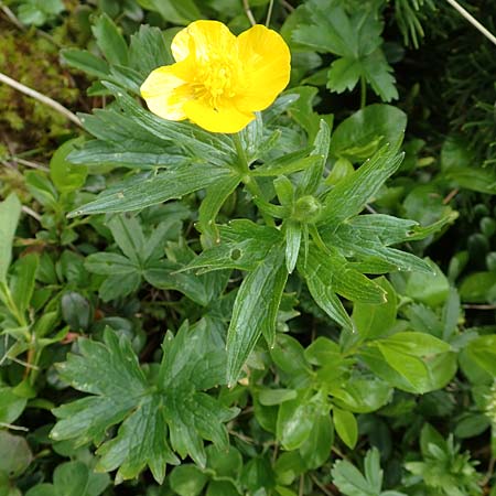 Ranunculus montanus \ Berg-Hahnenfu / Mountain Buttercup, A Rax 28.6.2020