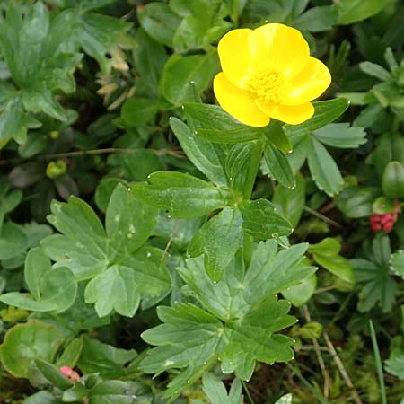 Ranunculus montanus \ Berg-Hahnenfu / Mountain Buttercup, A Rax 28.6.2020
