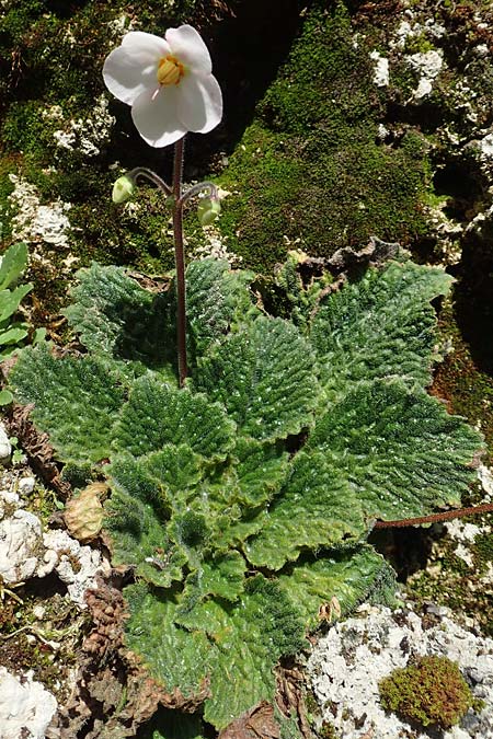 Ramonda myconi \ Pyrenen-Felsenteller / Pyrenean Violet, A Bad Aussee Botan. Gar. 6.7.2020
