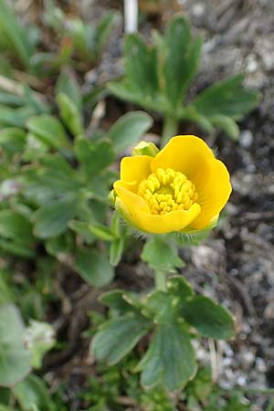 Ranunculus montanus \ Berg-Hahnenfu / Mountain Buttercup, A Wölzer Tauern, Hoher Zinken 26.6.2021