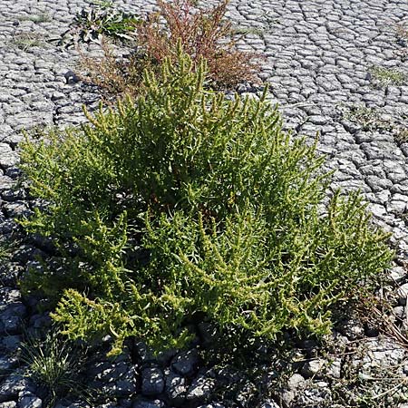 Rumex maritimus \ Ufer-Ampfer / Golden Dock, A Seewinkel, Apetlon 23.9.2022