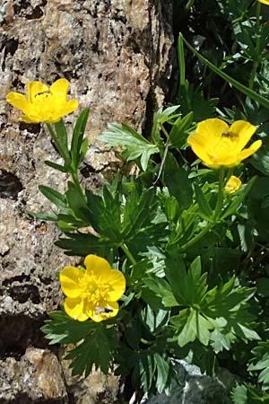 Ranunculus montanus \ Berg-Hahnenfu / Mountain Buttercup, A Großglockner 30.6.2025