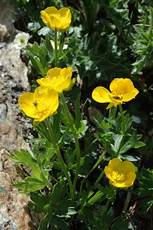 Ranunculus montanus \ Berg-Hahnenfu / Mountain Buttercup, A Großglockner 30.6.2025