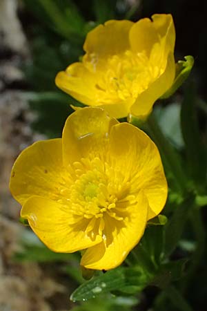 Ranunculus montanus \ Berg-Hahnenfu / Mountain Buttercup, A Großglockner 30.6.2025