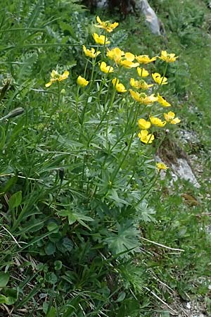 Ranunculus montanus \ Berg-Hahnenfu / Mountain Buttercup, A Kolm Saigurn 2.7.2025