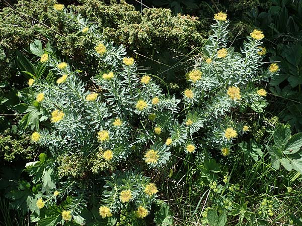 Rhodiola rosea \ Rosenwurz / Golden Root, Roseroot, A Seetaler Alpen, Zirbitzkogel 28.6.2021