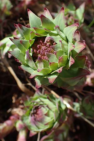 Rhodiola rosea \ Rosenwurz / Golden Root, Roseroot, A Seetaler Alpen, Zirbitzkogel 28.6.2021