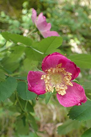 Rosa pendulina \ Alpen-Heckenrose / Alpine Rose, A Kärnten/Carinthia, Gallizien 18.5.2016