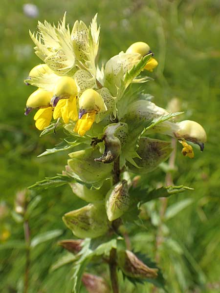 Rhinanthus riphaeus \ Alpen-Klappertopf / Alpine Yellow-Rattle, A K&auml;rnten/Carinthia, Koralpe 9.8.2016