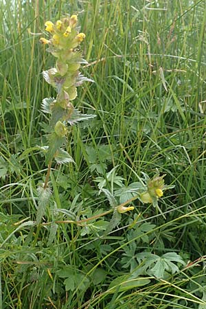 Rhinanthus riphaeus \ Alpen-Klappertopf / Alpine Yellow-Rattle, A K&auml;rnten/Carinthia, Koralpe 9.8.2016