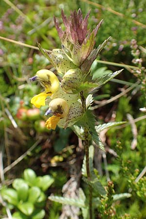 Rhinanthus riphaeus \ Alpen-Klappertopf / Alpine Yellow-Rattle, A K&auml;rnten/Carinthia, Koralpe 9.8.2016