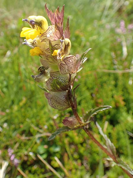 Rhinanthus riphaeus \ Alpen-Klappertopf / Alpine Yellow-Rattle, A K&auml;rnten/Carinthia, Koralpe 9.8.2016