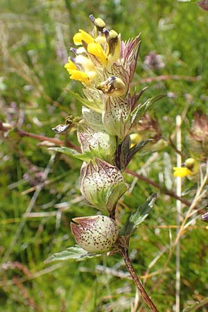 Rhinanthus riphaeus \ Alpen-Klappertopf / Alpine Yellow-Rattle, A K&auml;rnten/Carinthia, Koralpe 9.8.2016