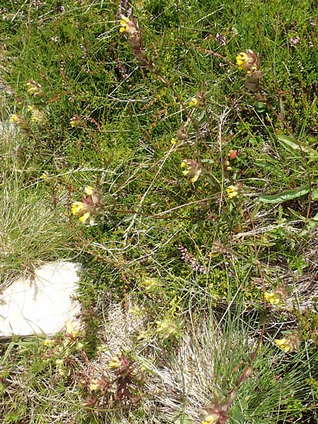 Rhinanthus riphaeus \ Alpen-Klappertopf / Alpine Yellow-Rattle, A K&auml;rnten/Carinthia, Koralpe 9.8.2016