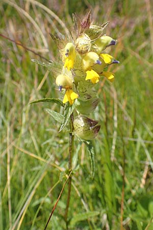 Rhinanthus riphaeus \ Alpen-Klappertopf / Alpine Yellow-Rattle, A K&auml;rnten/Carinthia, Koralpe 9.8.2016