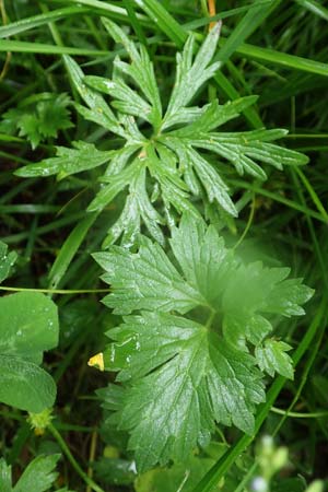 Ranunculus polyanthemos \ Vielbltiger Hahnenfu / Multiflowered Buttercup, A Pusterwald 1.7.2019