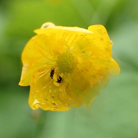 Ranunculus polyanthemos \ Vielbltiger Hahnenfu / Multiflowered Buttercup, A Pusterwald 1.7.2019