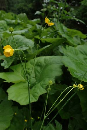 Ranunculus polyanthemos \ Vielbltiger Hahnenfu / Multiflowered Buttercup, A Pusterwald 1.7.2019