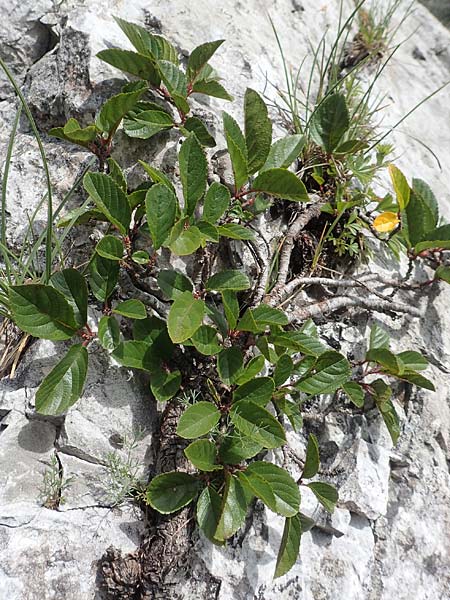 Rhamnus pumila \ Zwerg-Kreuzdorn / Dwarf Buckthorn, A Altaussee 9.7.2020