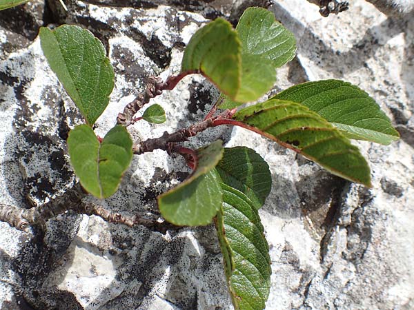 Rhamnus pumila \ Zwerg-Kreuzdorn / Dwarf Buckthorn, A Altaussee 9.7.2020