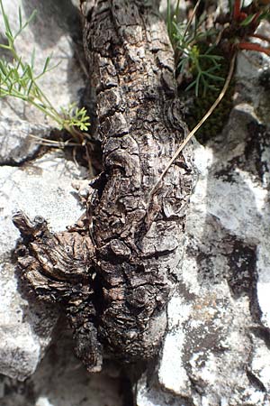 Rhamnus pumila \ Zwerg-Kreuzdorn / Dwarf Buckthorn, A Altaussee 9.7.2020