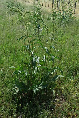 Rumex patientia \ Garten-Ampfer / Garden Dock, Patience Dock, A Seewinkel, Podersdorf 9.5.2022
