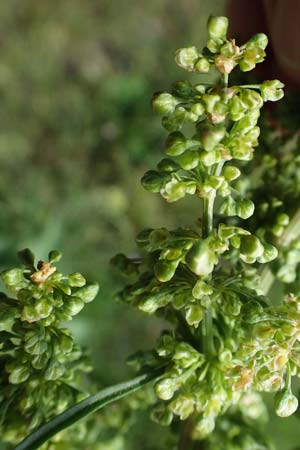 Rumex patientia \ Garten-Ampfer / Garden Dock, Patience Dock, A Seewinkel, Podersdorf 9.5.2022