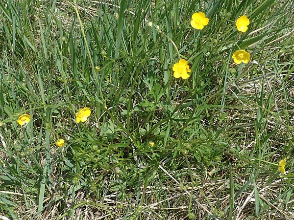 Ranunculus polyanthemos \ Vielbltiger Hahnenfu / Multiflowered Buttercup, A Seewinkel, Illmitz 9.5.2022