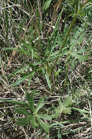 Ranunculus polyanthemos \ Vielbltiger Hahnenfu / Multiflowered Buttercup, A Seewinkel, Podersdorf 10.5.2022