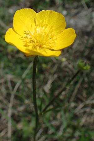 Ranunculus polyanthemos \ Vielbltiger Hahnenfu / Multiflowered Buttercup, A Seewinkel, Podersdorf 10.5.2022